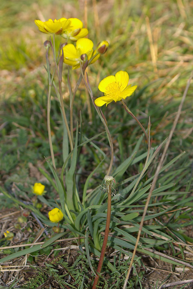 Ranunculus gramineus / Ranuncolo a foglie di gramigna